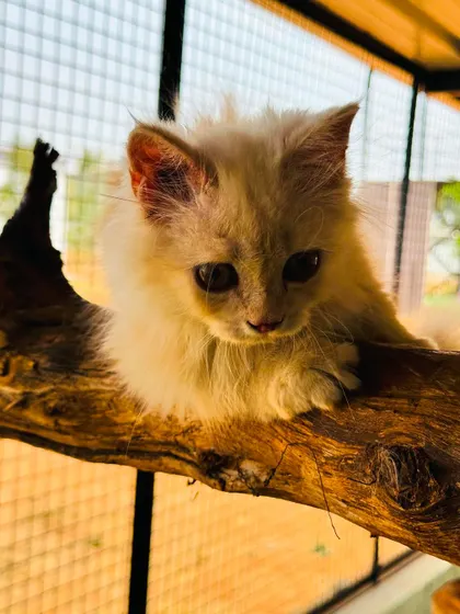 Another shot of our curious kitten exploring the climbing structures. We believe in providing an enriching environment for our feline boarders.