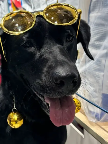 This black lab is ready to party with disco ball accessories and sunglasses at our fun-filled Grooming Fest.