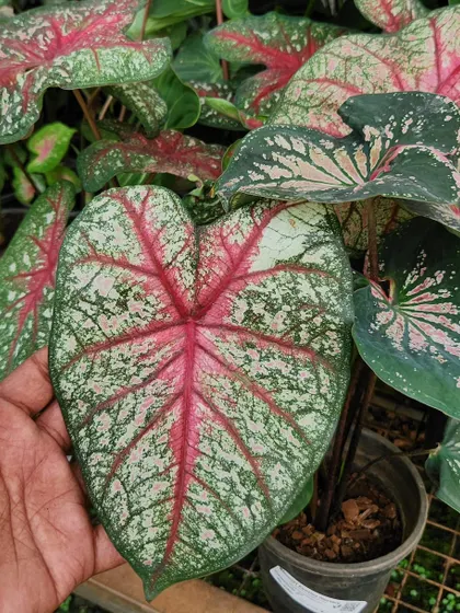 This is the Heart of Jesus plant, also known as Caladium. Its stunning, paper-thin leaves with vibrant patterns make it a true statement piece for any indoor plant collection.