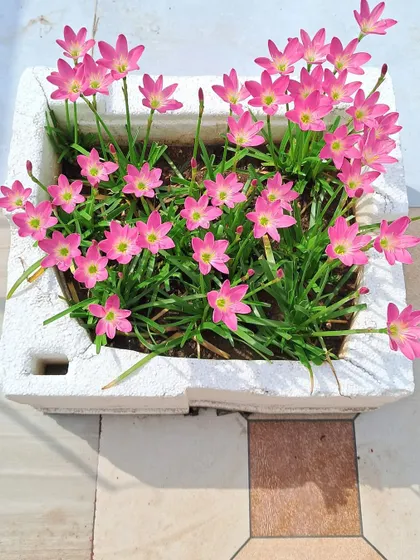 A full view of the pink Rain Lily pot.