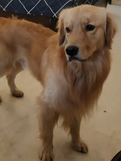The handsome Flukey boy, a Golden Retriever with a magnificent coat, is one of our cherished guests. He has such a regal presence.