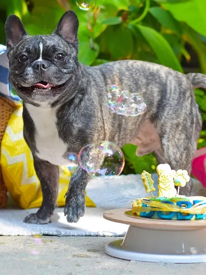 An outdoor birthday picnic is a wonderful way to celebrate. Dobby the Frenchie is having the best time with his birthday cake and bubbles in a lush garden setting.