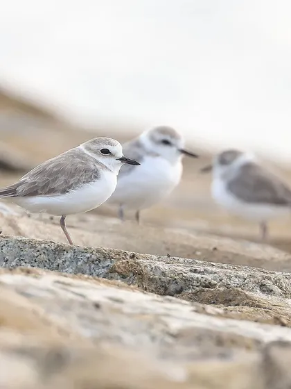 Three's a crowd. A small group of White-faced Plovers, an uncommon migratory species in Singapore, gathered on the coastal rocks.