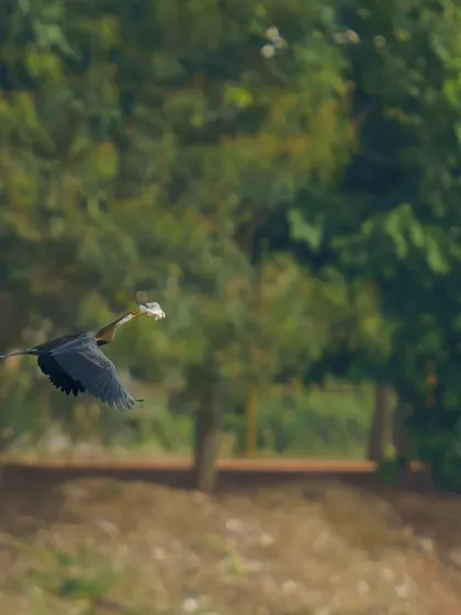 A clearer shot of the Oriental Darter in flight with its meal, showing the details of its plumage and the surrounding habitat.