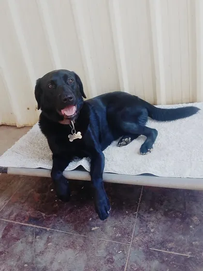 A happy Black Lab relaxing on a raised cot. These beds provide orthopedic support and keep dogs cool by allowing air to circulate underneath.