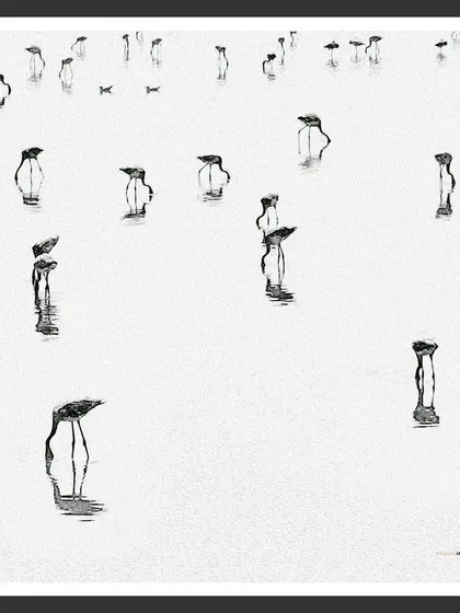 This minimalist art series, "Last of the Flamingos," features juvenile birds in their grey plumage. Shot on a phone, it serves as a stark reminder that we must protect their habitat so future generations can see them transform into their famous pink.