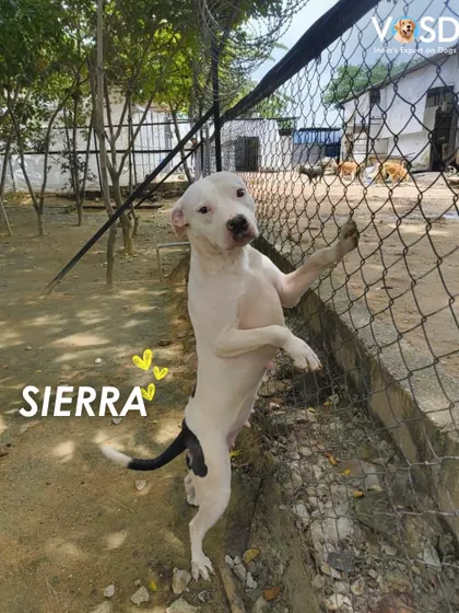 Sierra, full of life and curiosity. It's hard to believe this is the same dog who was rescued from the brink of starvation. Her playful spirit has returned now that she is safe and well-fed.