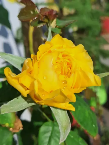A yellow rosebud just starting to open.