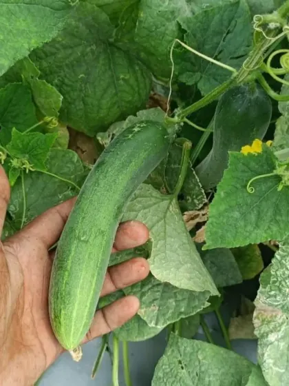 The quality of the produce speaks for itself.