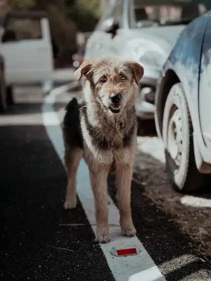 A series of images capturing the life and landscapes around Spiti's villages and monasteries. These photos feature local people, homes nestled in the hills, and the ever-present mountain dogs.