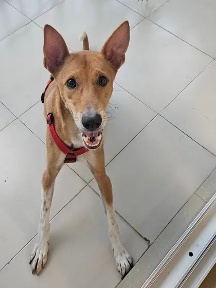 This sweet Indie dog is looking up with so much hope and curiosity. It's a privilege to work with and understand these intelligent dogs.