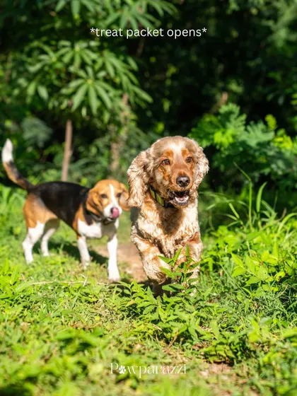 A fun, candid shot of Coco the Cocker Spaniel and Kylie the Beagle running through the grass, their expressions priceless as a treat packet opens.