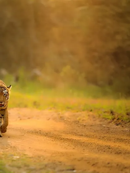 A tiger on its morning patrol, bathed in the golden light filtering through the trees. We always start our safaris early to catch this magical light, which transforms an ordinary walk into an extraordinary photographic opportunity.