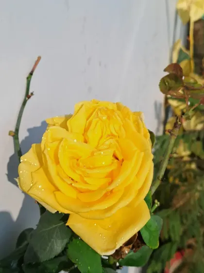 A beautiful yellow rose with water droplets on its petals.