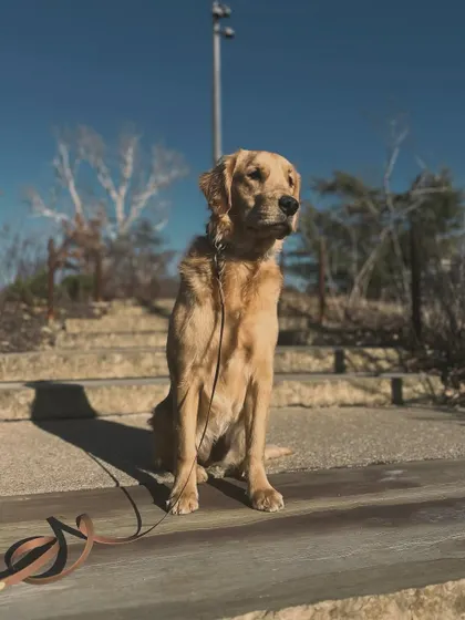 This is Lolo, who basically thought she ruled the world and loved to escape out the door. After her board and train, she learned that boundaries are a good thing and is so much more enjoyable for her family.