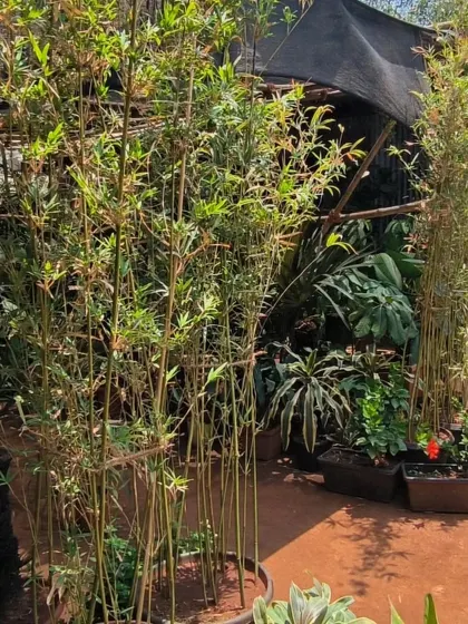 Bamboo plants that create a real vibe. They are a beautiful addition that can enhance your space, create natural screens, and provide shade for other plants.