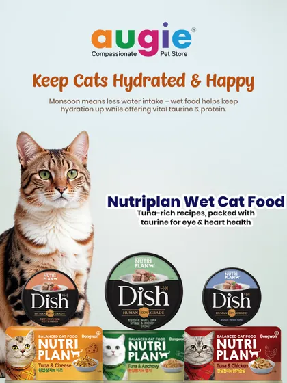Cats often drink less water, especially during the monsoon season. Wet food is a great way to boost their hydration. I offer a variety of Nutriplan wet foods that are packed with moisture, protein, and vital taurine.