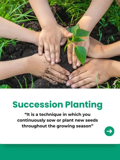 Succession planting is a great technique for small gardens. It involves continuously sowing new seeds throughout the season, so you always have something growing. It's a smart way to maximize your harvest.