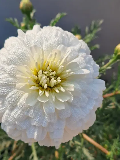 Another shot of this beautiful white winter flower.