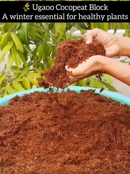 Cocopeat is a winter essential for my garden, and I often get the Ugaoo Cocopeat Block from Amazon. It helps the soil retain moisture, which is crucial during dry weather, and improves aeration for strong root growth. It's a must-have for any container gardener.