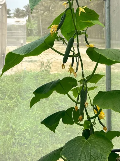 A cucumber vine thriving during the monsoon season, protected inside our pods. This demonstrates our ability to grow produce regardless of the weather outside.