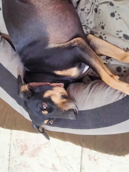 Bobo enjoying a lazy day in his comfy bed. Rest is just as important as play, and I ensure that anxious or older dogs have a quiet, safe space to relax.