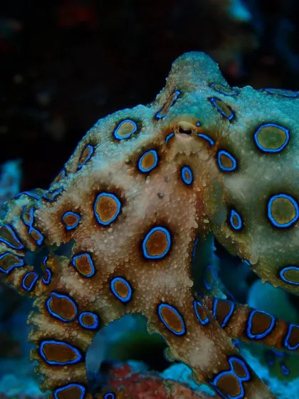 A third look at the magnificent Blue-Ringed Octopus. It's a reminder to always look closely at the reef, you never know what you'll find.