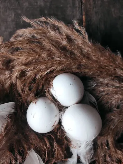 A top-down view of the eggs in the nest, giving a different perspective. This angle allows you to appreciate the textures of the feathers and dried grass surrounding the eggs.