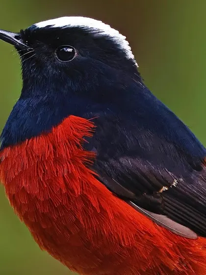 A portrait of a White-capped Redstart, showcasing its velvety black plumage, the pure white cap on its head, and its deep, dark eye.