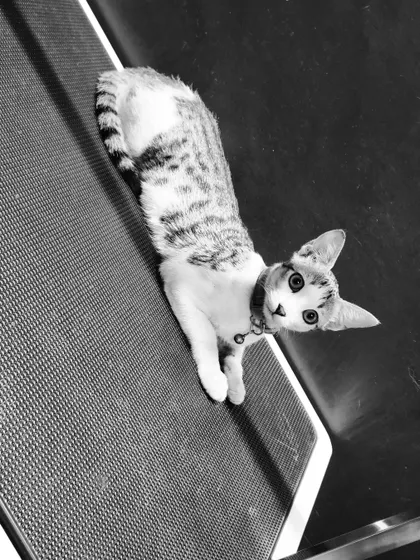This elegant Indie cat is striking a pose on our grooming table. We appreciate the unique beauty of every cat we meet.