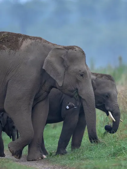 A herd of elephants with a calf. The social dynamics and protective nature of the herd are fascinating to observe and photograph.