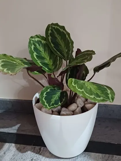 A Calathea plant, known for its stunning leaf patterns, is potted in a white ceramic-style planter and topped with white pebbles for a clean, finished look.