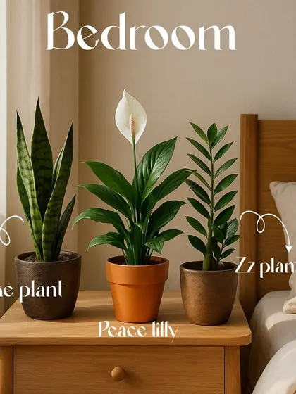 Create a restful retreat in your bedroom with these air-purifying plants. The Snake Plant, Peace Lily, and ZZ Plant are all known for improving air quality, helping you sleep better in a fresh, serene environment.