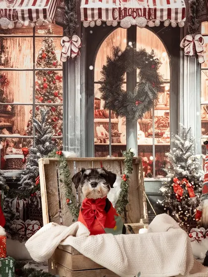 This little Schnauzer looks so cozy nestled in a wooden crate against a magical Christmas storefront backdrop. This was part of my festive sessions in Luxembourg.