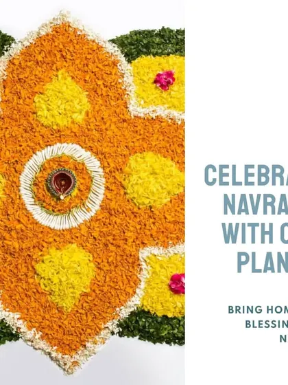 During Navratri, bring home the blessings of nature with our Vastu-approved plants. Gifting a plant during this auspicious time is a beautiful way to share wishes for happiness and new beginnings.