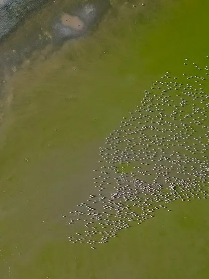 Another high-altitude drone shot showing the flock of flamingos against the unusual green and pink colors of the salt lake's water.