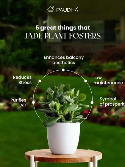 The Jade Plant is a powerhouse. This graphic highlights five great things it fosters: it enhances balcony aesthetics, is low maintenance, is a symbol of prosperity, purifies the air, and reduces stress.