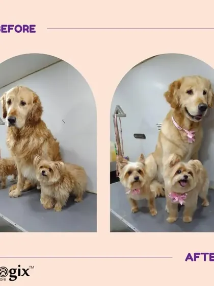 A happy family portrait. This trio of a Golden Retriever and two smaller dogs are all looking their best after a group grooming session.
