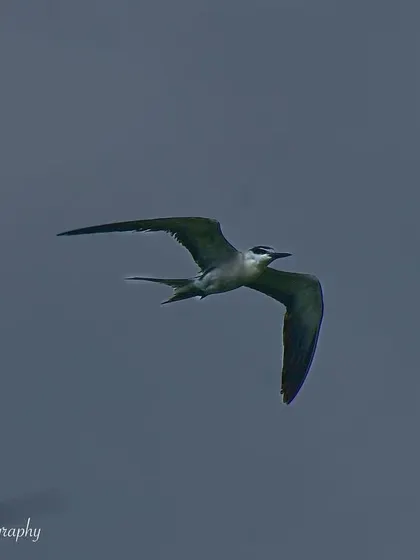 A final shot of the Bridled Tern, a beautiful visitor to the Mumbai coastline.