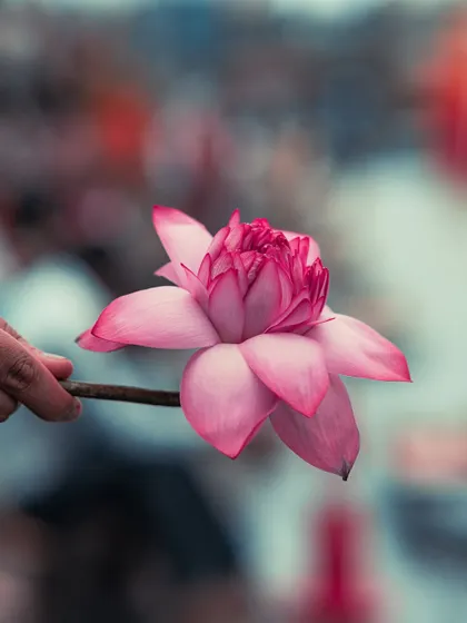 A hand holding a beautiful pink lotus, an offering for the river. The lotus is a powerful symbol of purity and divinity in Indian culture.