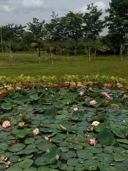 A pond filled with lotus pads and flowers, with our gardens in the background. Water bodies like this attract wildlife and add to the overall tranquility of the space.