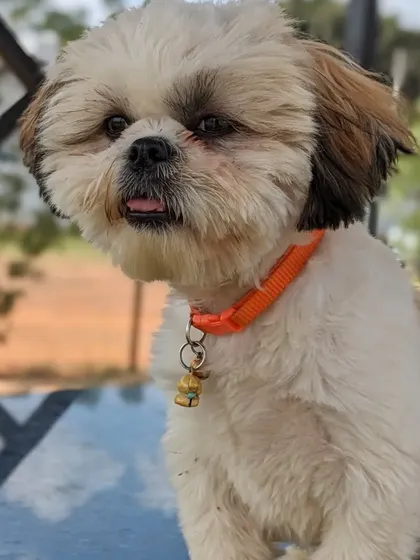 This adorable Shih Tzu knows how to strike a pose. Every pet has a unique personality, and we love getting to know them all.