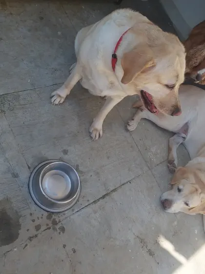 A pack of friends waiting for water: Bruno, Roxie, Churro, and Max.