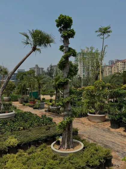 Here is a spiral-shaped Ficus bonsai, another one of our unique designs. These are excellent for placing next to pillars or in a design where you want some height and structure.