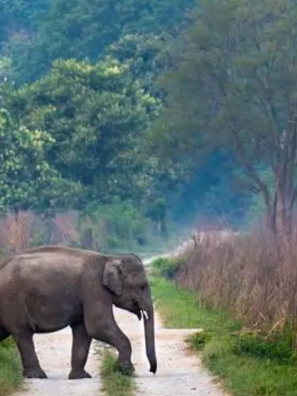 A wild elephant crosses a jungle path in Uttarakhand. Encounters like these are what make our wildlife expeditions so memorable and authentic.