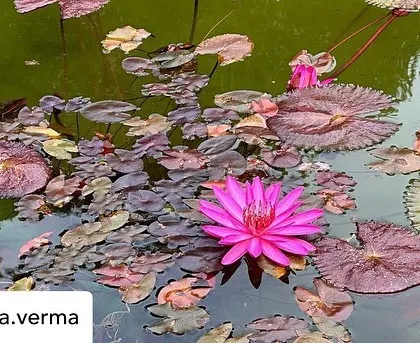 A close-up of a vibrant pink water lily, a beautiful detail from our serene pond, captured by a guest.
