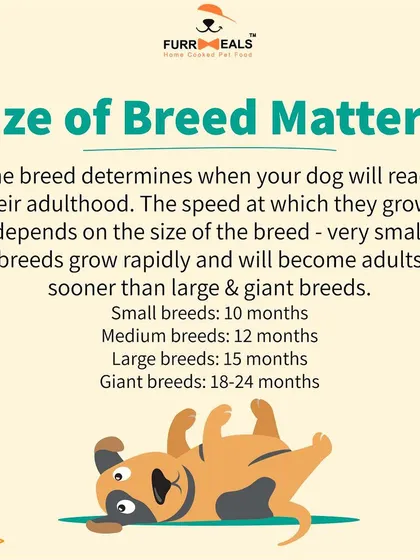 This extensive library of educational content covers everything a pet parent needs to know, from the benefits of turmeric and moringa to tips for hydration, sleep, dental health, and raising a new puppy.