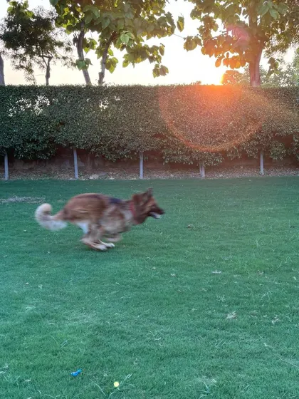A German Shepherd in full stride, running across the lawn at sunset. The beautiful, peaceful environment of our farm makes playtime a magical experience.