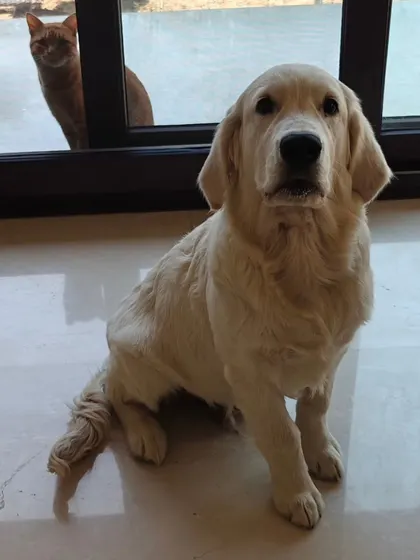 This is Snowy, a 5-month-old Golden Retriever, during his second obedience session. He's a good boy already, but his owners want to make him the best boy possible.