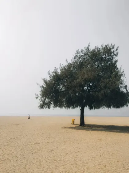 A minimalist beach scene with a single tree and a distant person. The empty space and simple composition evoke a sense of peace, freedom, and the scale of nature.
